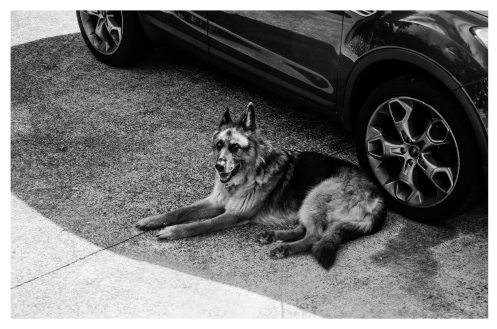 animal-automobile-black-and-white-800522.jpg